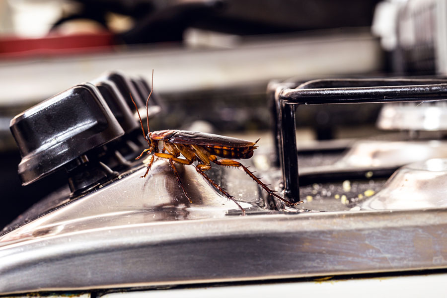 10 Signs Your Business Requires Pest Control in McAllen
