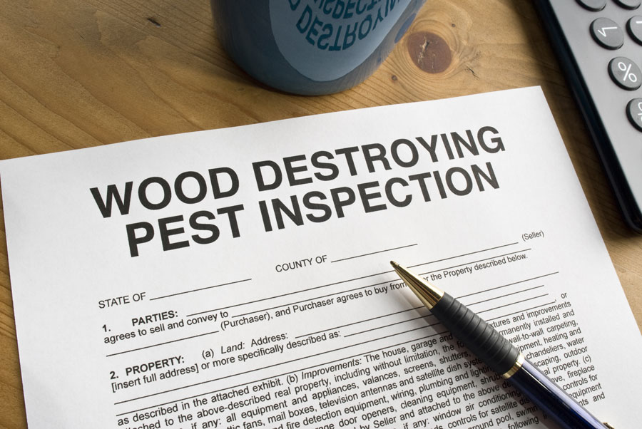 Pest Control McAllen: Termite Infestations