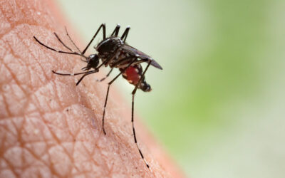 Mosquitos in McAllen: Unveiling the Hidden Dangers of Mosquito Infestations