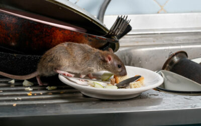 McAllen Rodent Control: 7 Early Signs of a Rat Infestation in Your Home