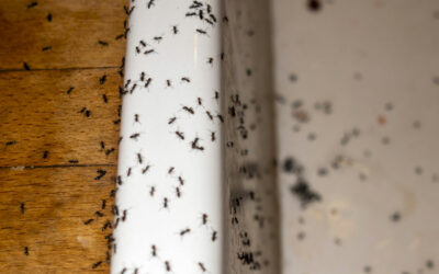 Pest Control Mcallen TX: Keep a Watchful Eye on the Most Destructive Summer Pests in South Texas