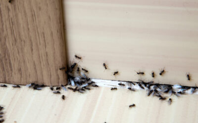 Ant Infestation: How to Handle Different Species of Ants in McAllen