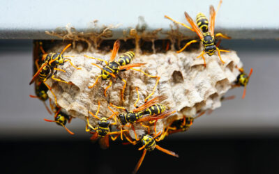 Exterminator McAllen TX: Dealing with Wasps Safely in South Texas