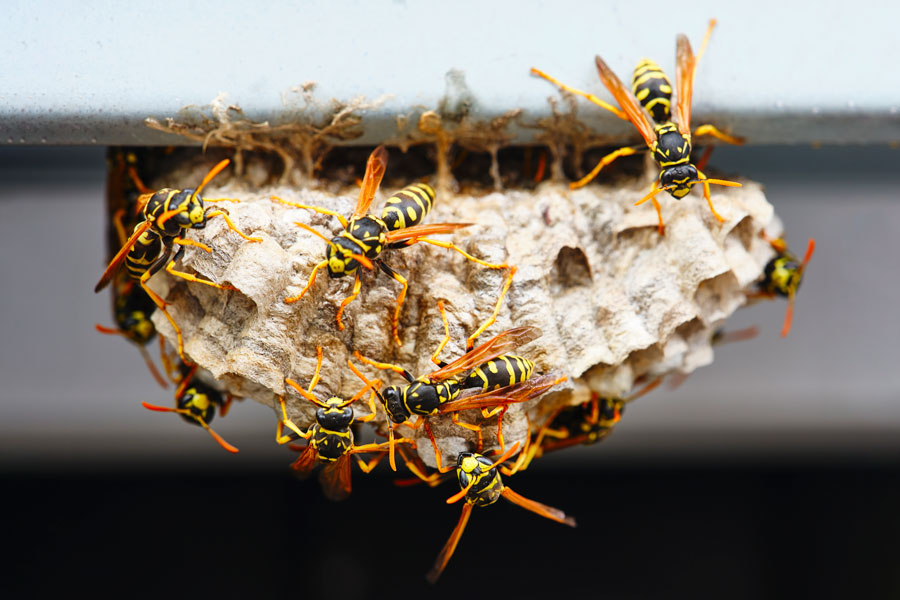 Exterminator McAllen TX: Dealing with Wasps Safely in South Texas