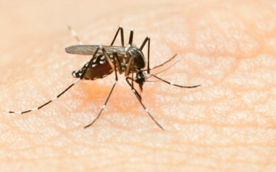 Mosquito Madness: How to Combat Mosquitos in McAllen