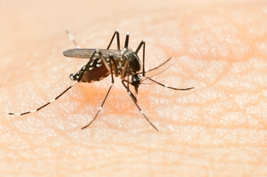 Mosquito Madness: How to Combat Mosquitos in McAllen