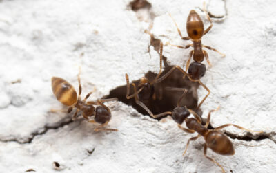 Essential Steps for Home-Keeping Pest Control in McAllen