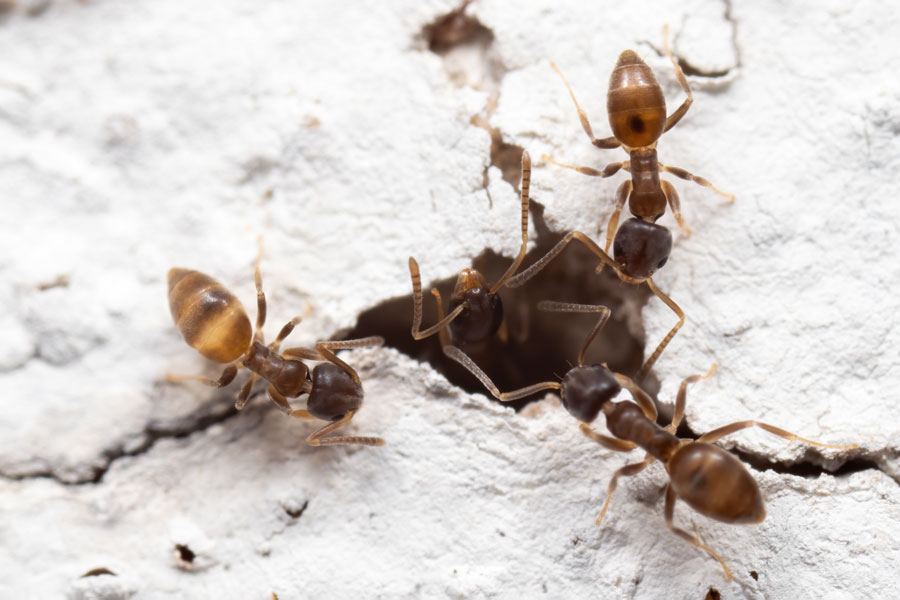 Essential Steps for Home-Keeping Pest Control in McAllen