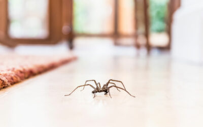 Pest Control Mission TX: Managing Spider Infestations with Pest Control in McAllen, South Texas Homes