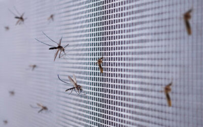 Dengue and West Nile Reported in Hidalgo County: The Time for RGV Pest Control is Now