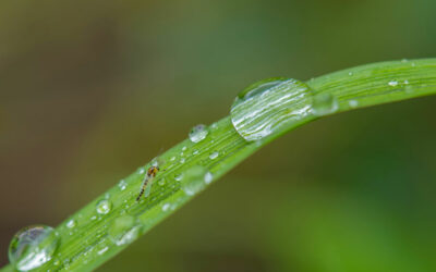 Pest Control McAllen: Do Pests Disappear in the Rain? Here’s Why You Shouldn’t Count on It