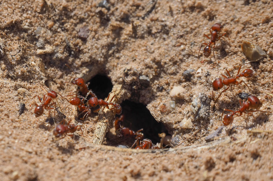 Pest Control in McAllen TX