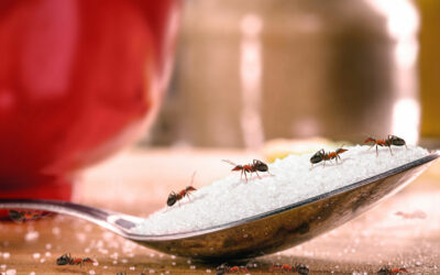 Keep Pests Away this Holiday Season with our Pest Control Mission TX