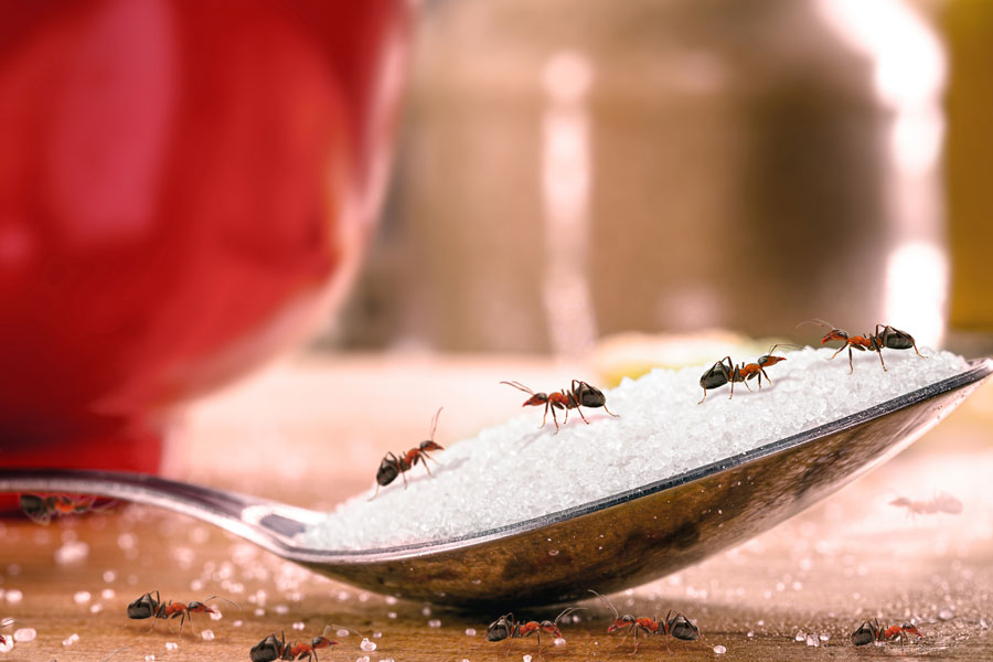 Keep Pests Away this Holiday Season with our Pest Control Mission TX