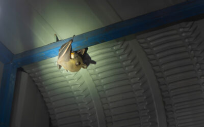 Bat Pest Control: Safe and Effective Solutions to Keep Your Home Bat-Free