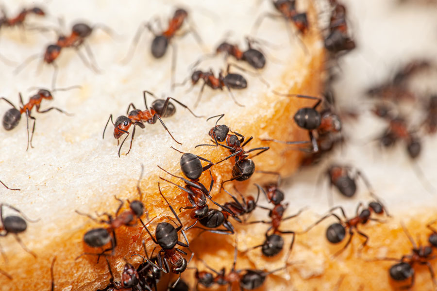 ant control | pest control mission tx