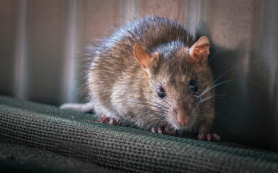 McAllen Rodent Control: How to Keep Mice and Rats Out of Your Home