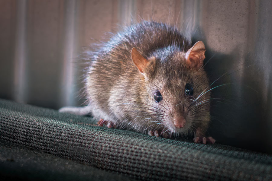 McAllen Rodent Control: How to Keep Mice and Rats Out of Your Home