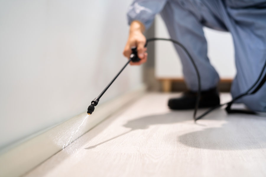 pest control brownsville