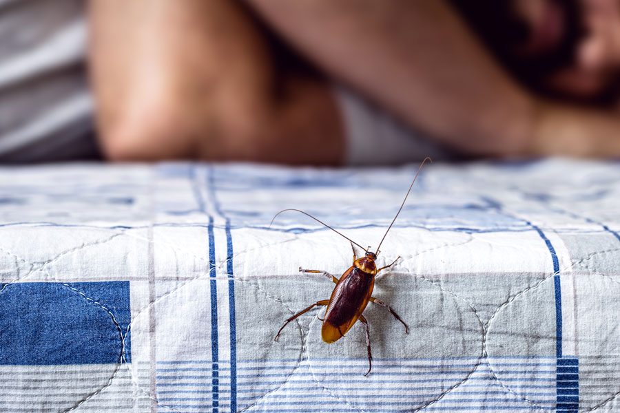 pest control harlingen
