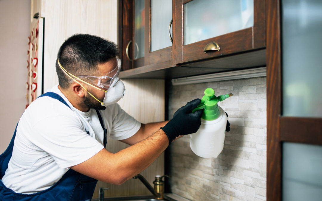 Protecting Your McAllen Property Year-Round with Proactive Pest Control Plans