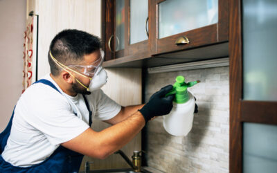 Protecting Your McAllen Property Year-Round with Proactive Pest Control Plans