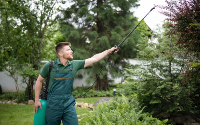 How to Choose the Right Exterminator in McAllen, TX: What to Look For