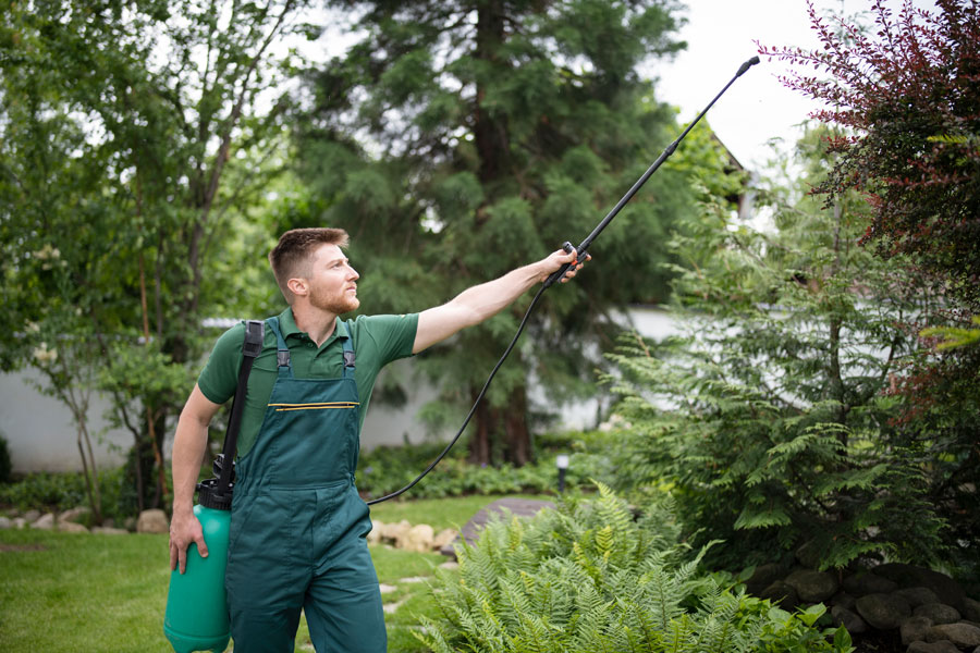 How to Choose the Right Exterminator in McAllen, TX: What to Look For