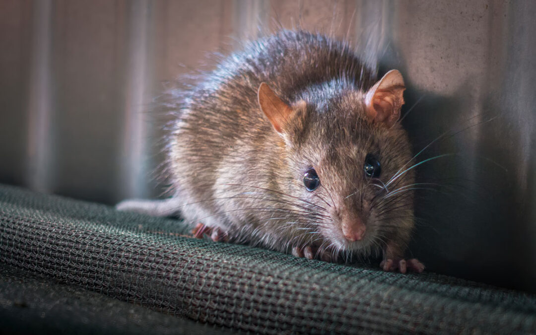 Mcallen rodent control