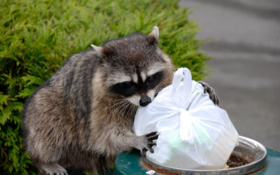 Raccoons in the Attic? Here’s What to Do Before the Damage Gets Worse