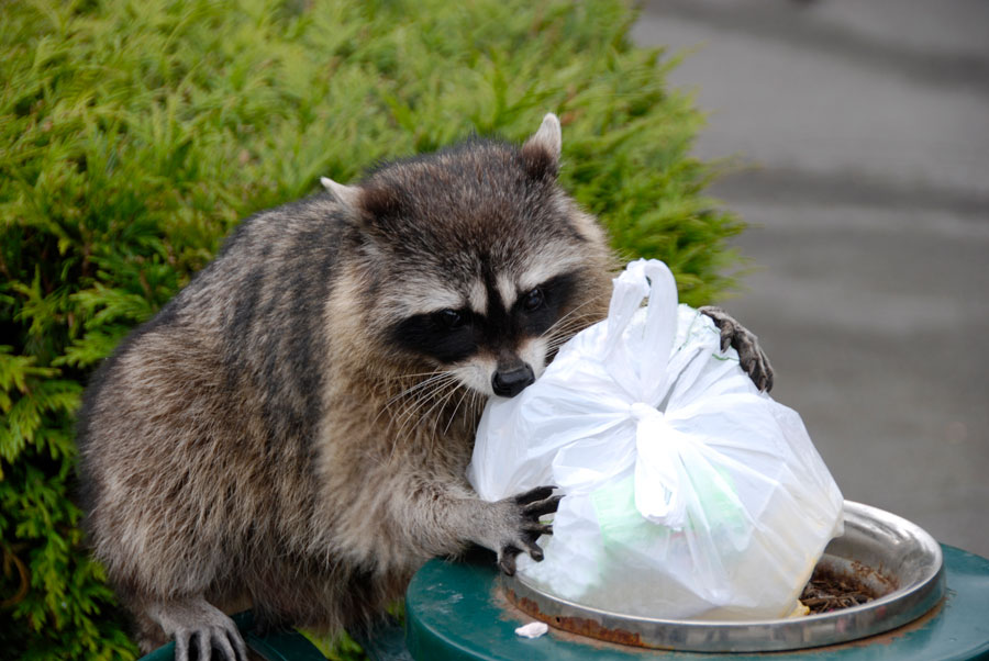 Raccoons in the Attic? Here’s What to Do Before the Damage Gets Worse