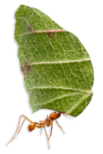 leaf-cutter-1 ant control in McAllen
