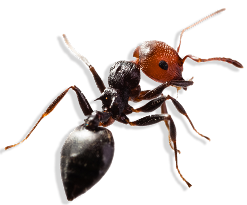 leaf-cutter-2 McAllen pest control