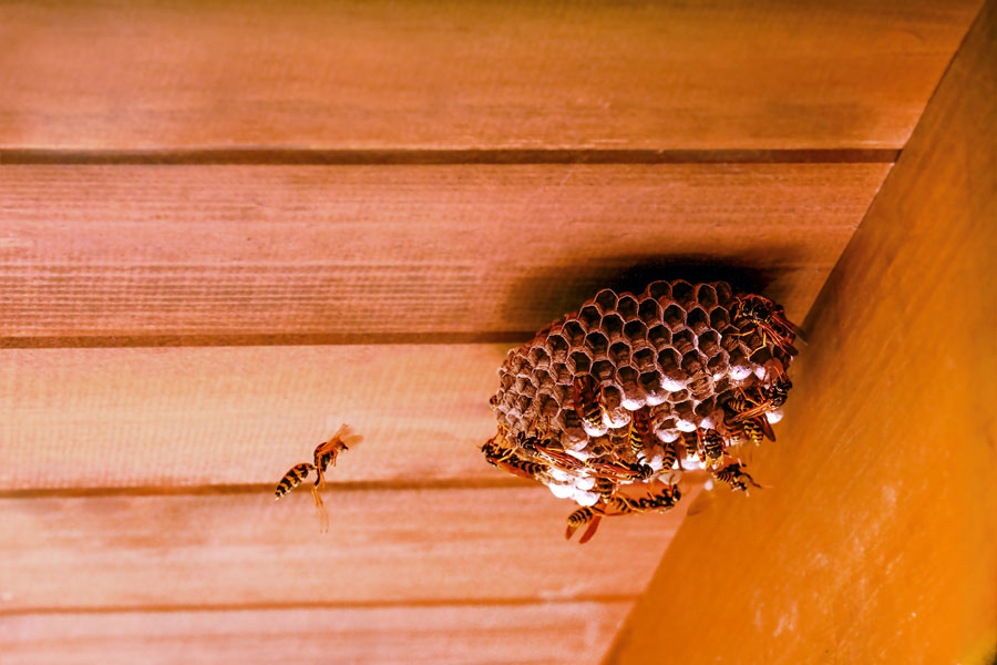 Mcallen tx pest control