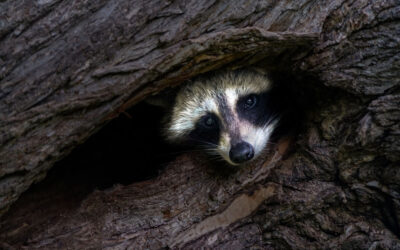 How to Tell If You Have a Raccoon Problem and What to Do About It
