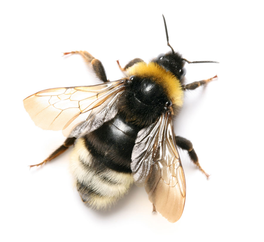 McAllen pest control