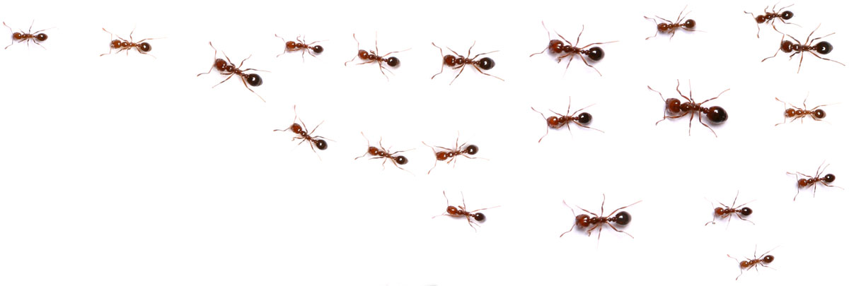 ant control in McAllen