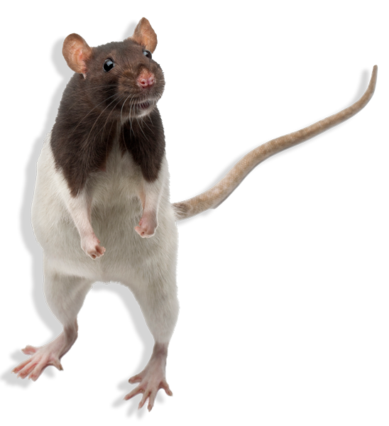 ant control in McAllen