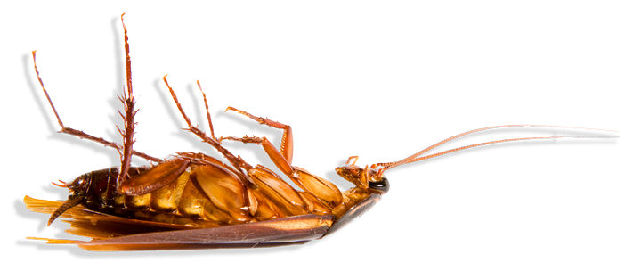McAllen pest control