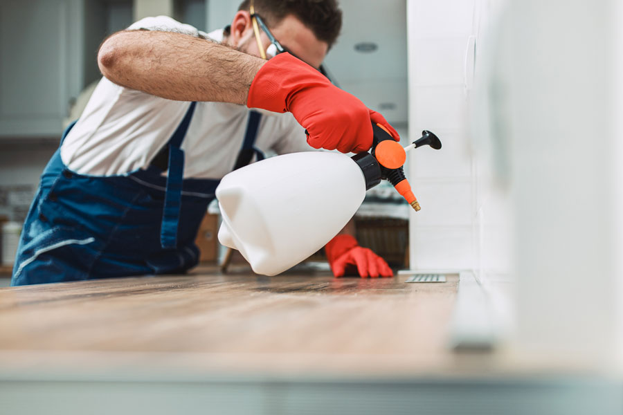 How to Choose the Right Exterminator in McAllen, TX
