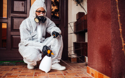 The Complete Guide to Pest Control in Brownsville, TX