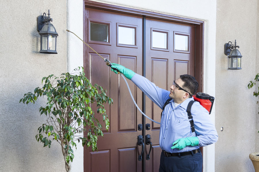 Why Harlingen Homes Experience More Pest Problems During Summer