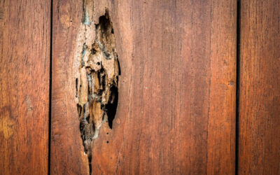 Signs of Termite Damage in McAllen Homes