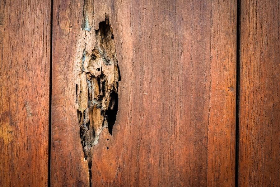 Signs of Termite Damage in McAllen Homes