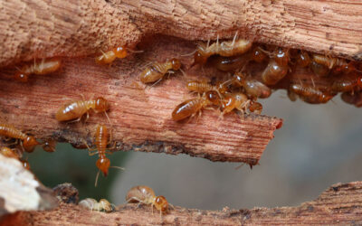 Why Heavy Rain Causes Pest Problems in South Texas
